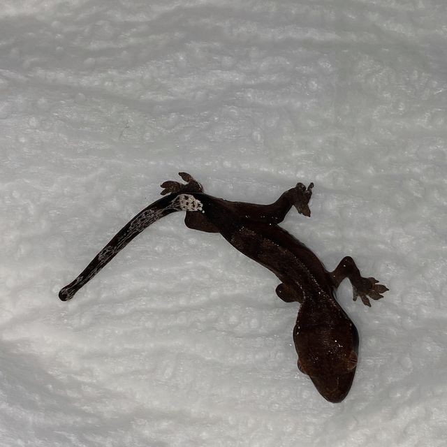 카푸치노 챠콜 블랙