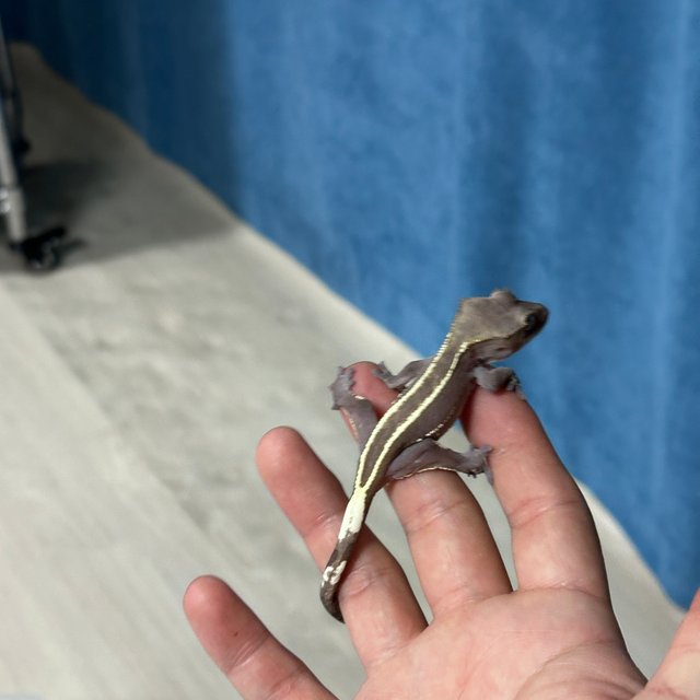 Axanthic