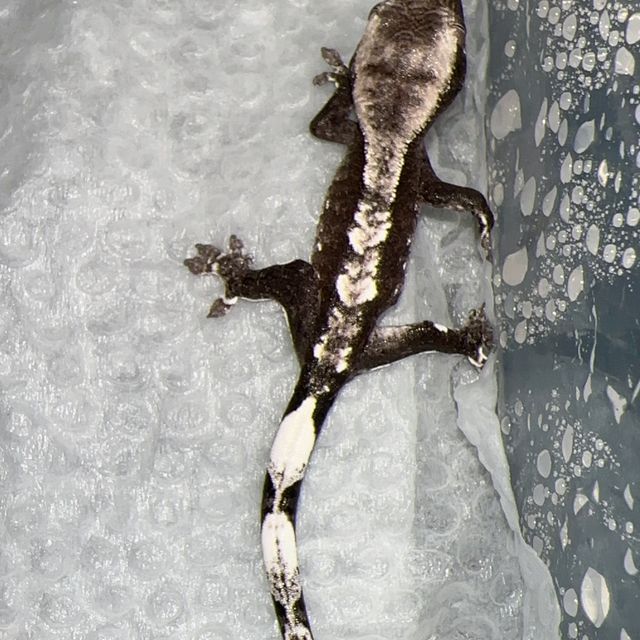 아잔틱