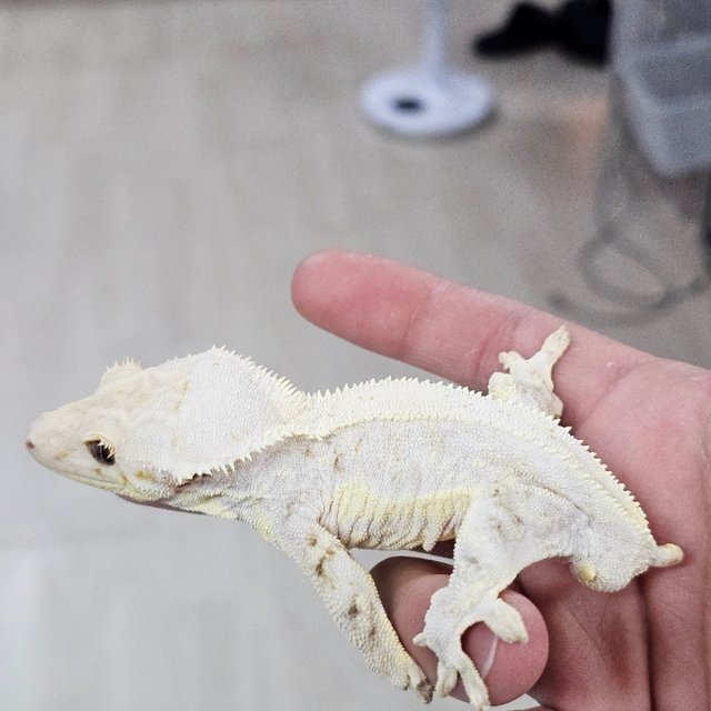 Lilly White