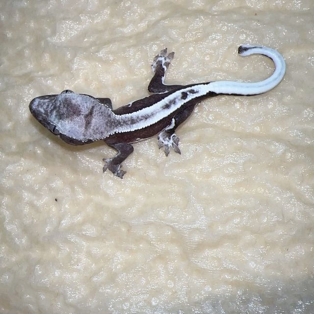 릴잔틱
