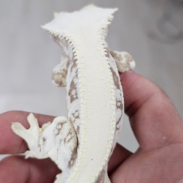 Lilly White