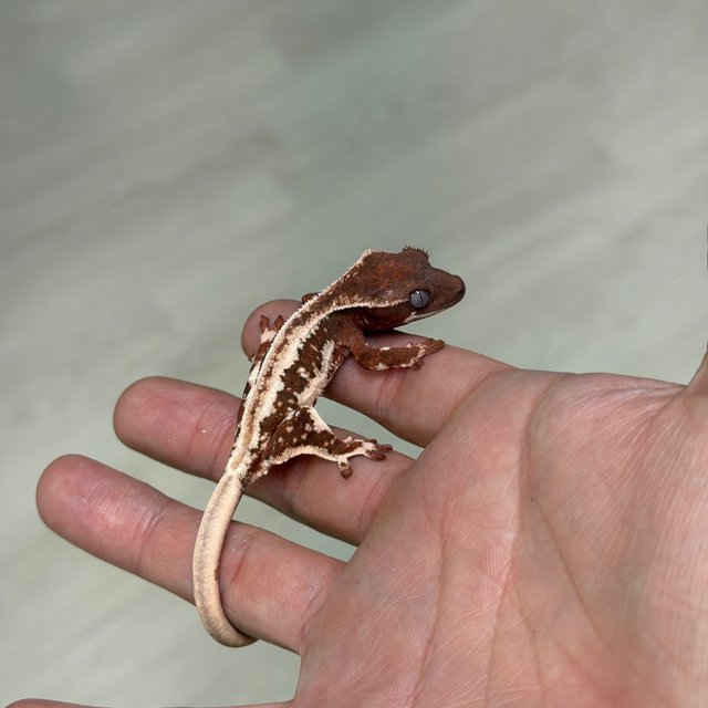 Lilly White Chocho