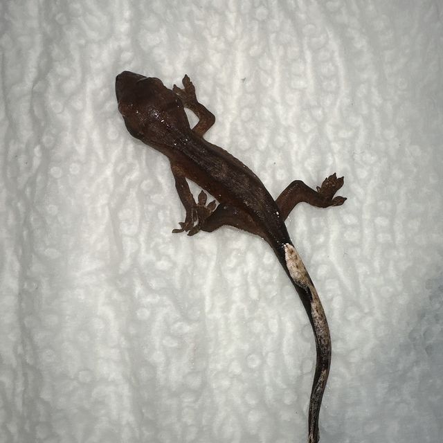 블랙 챠콜