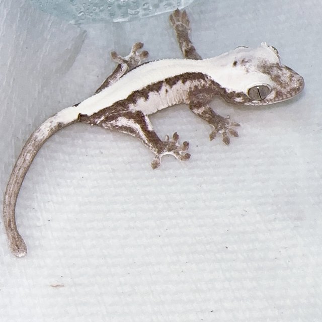 Super Sable LW Axanthic