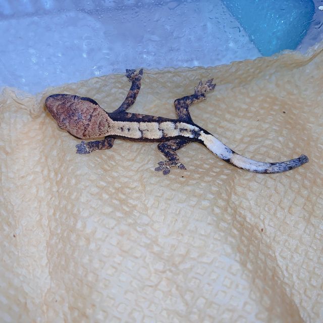 세이블