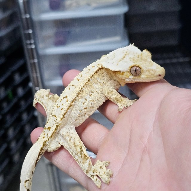 Creamsicle
