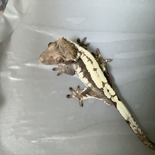 세이블