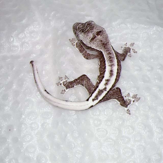 릴잔틱