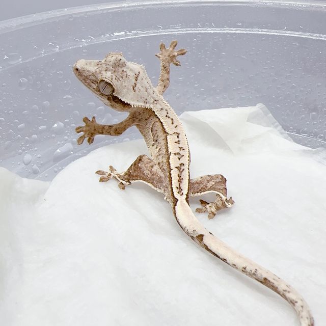 크림시클