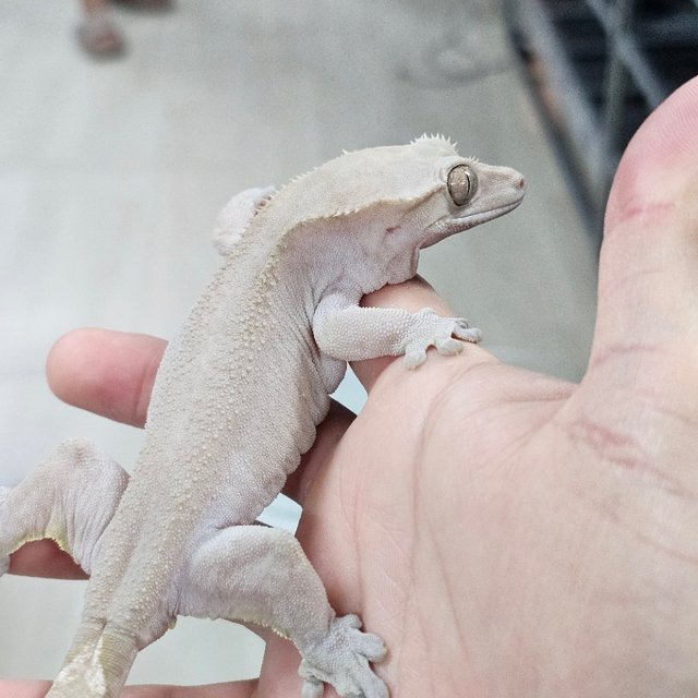 Axanthic Hypo