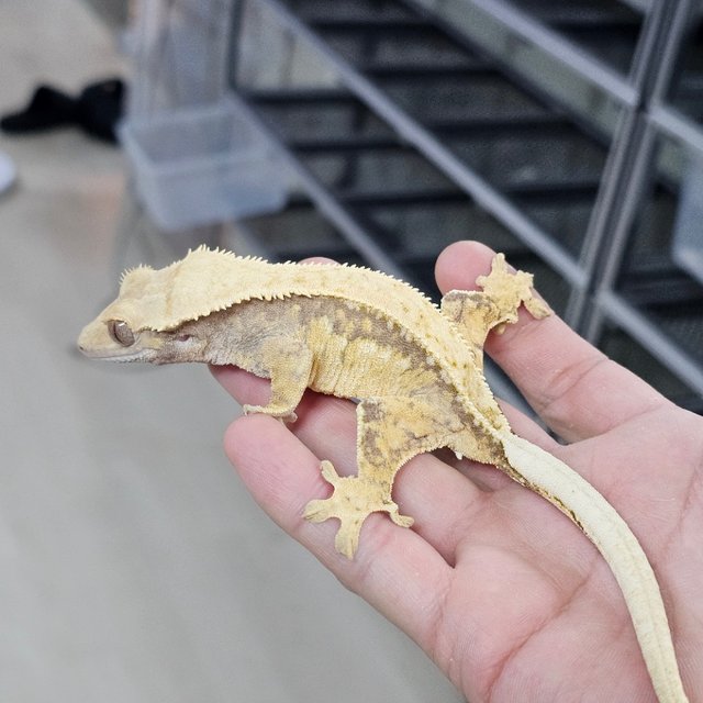Quad Normal