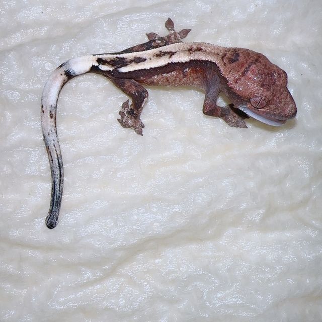 세이블