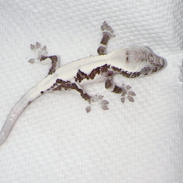 릴리 세이블 아잔틱