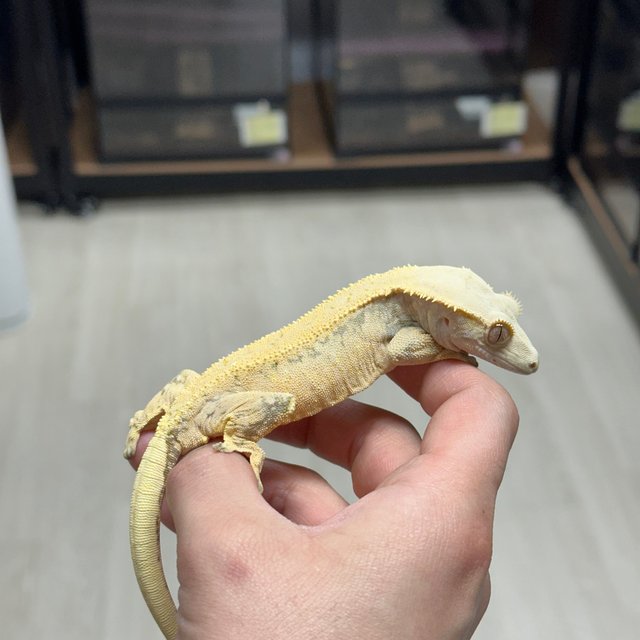Normal