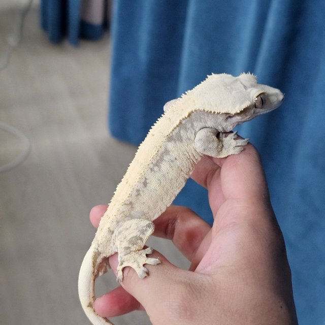 Normal Drippy White Spot