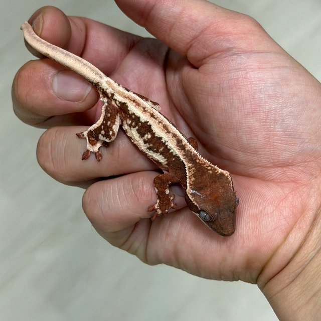 Lilly White Chocho