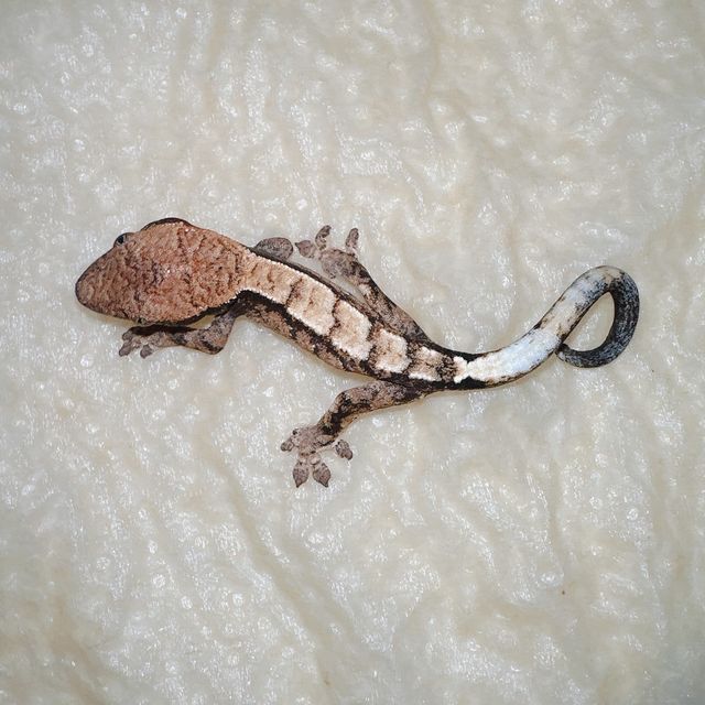 세이블