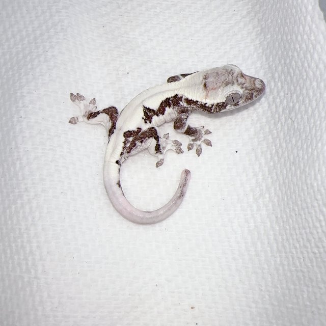 릴리 세이블 아잔틱