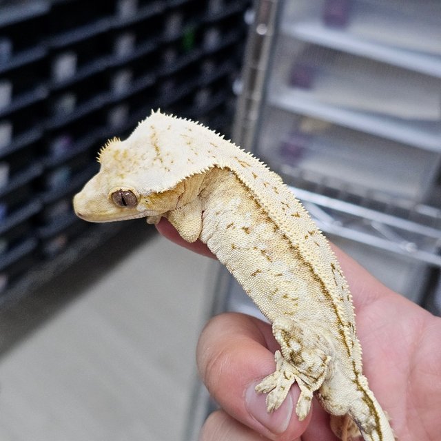 Creamsicle