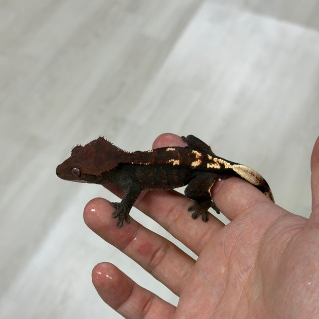 Chocho