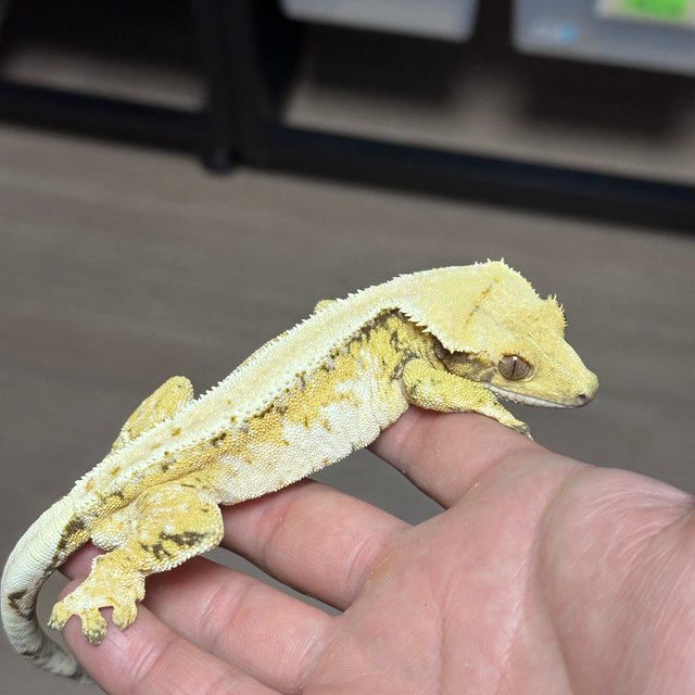 Normal
