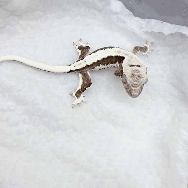 릴잔틱