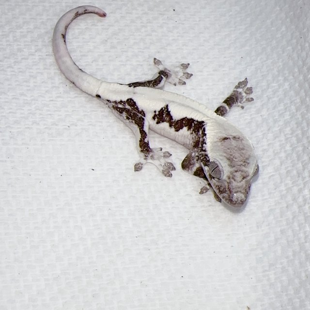 릴리 세이블 아잔틱