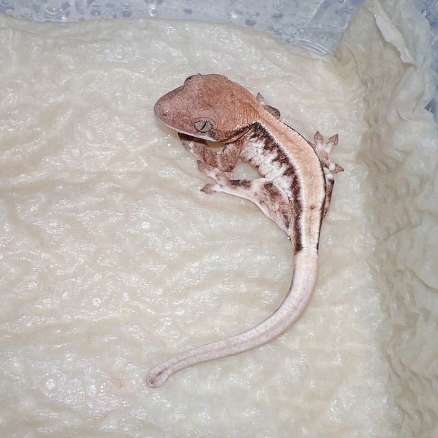 프라푸치노