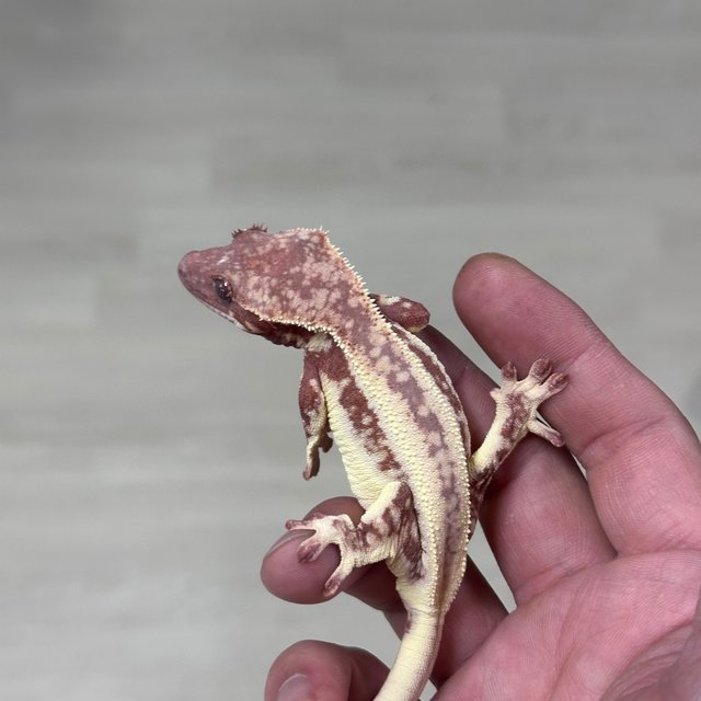 Lilly White Chocho