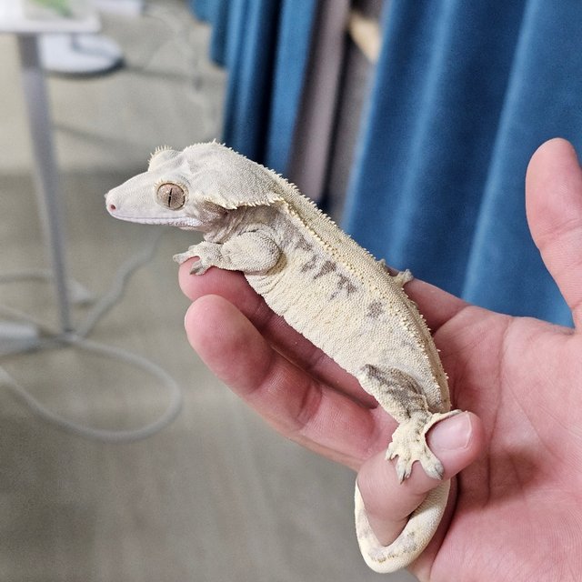 Normal Drippy White Spot