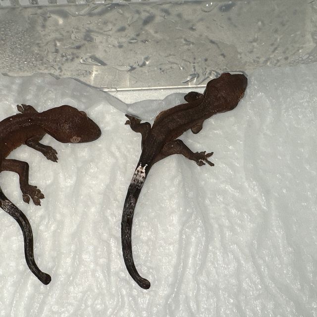 카푸치노 블랙 챠콜