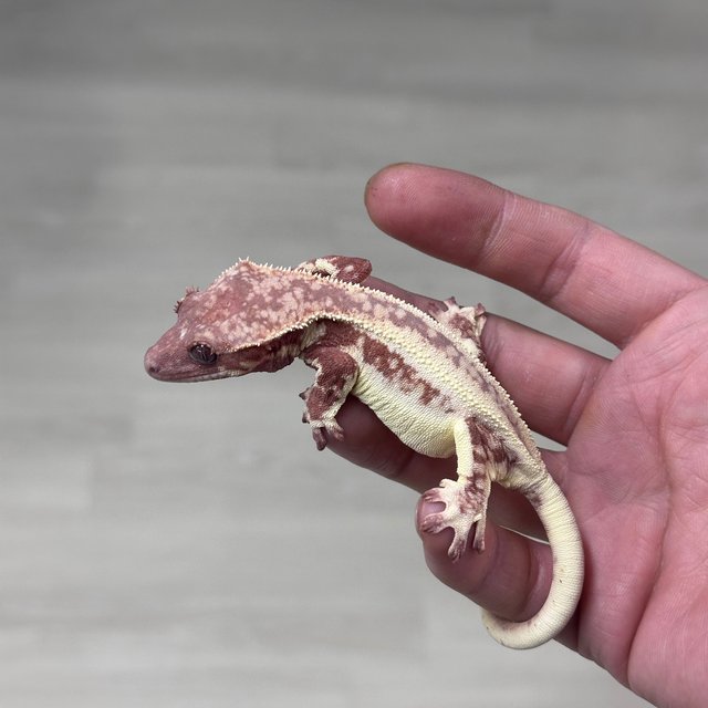 Lilly White Chocho