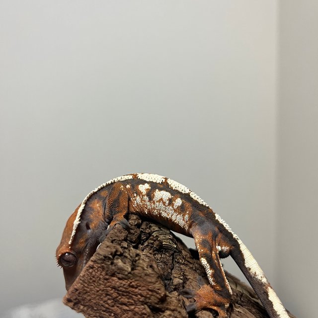 세이블