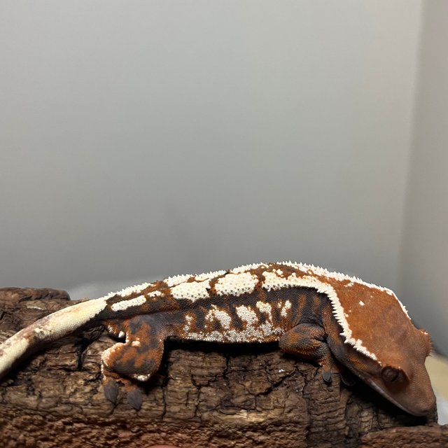 세이블