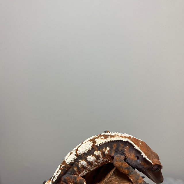 세이블