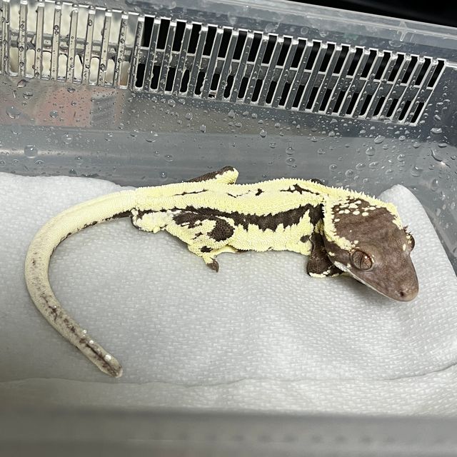 프라푸치노