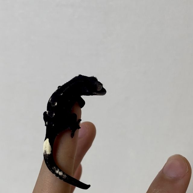 챠콜 알티 아잔틱