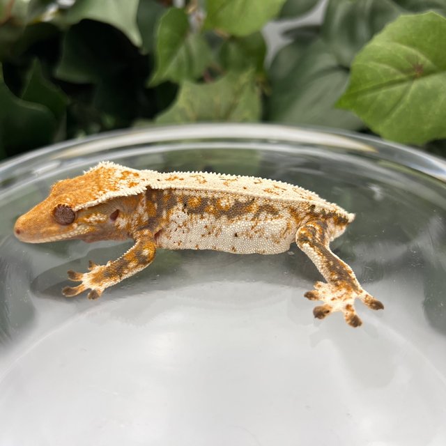 노멀 쿼드 화이트스팟 드리피