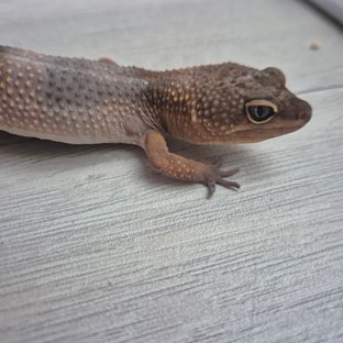 다크 만다린 블랙나이트