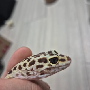 스노우