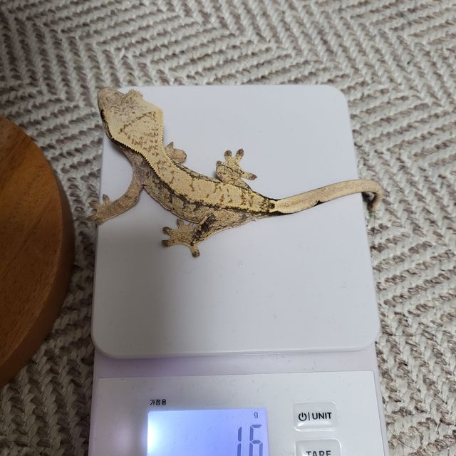 노멀