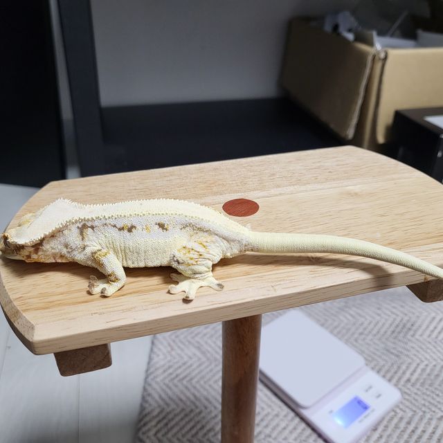릴리화이트