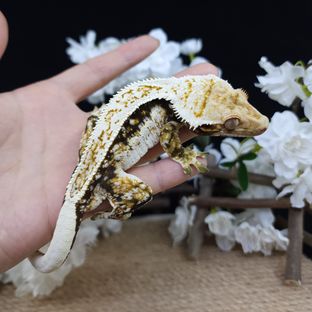 노멀 쿼드 트라이 드리피 화이트스팟 화이트핀 (부)