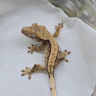 Normal Tri Pinstripe Extreme Harlequin White Spot