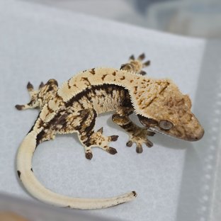 노멀 트라이 익스트림할리퀸 화이트스팟