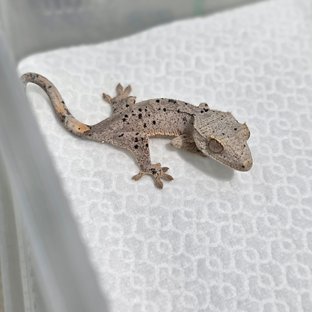 Dalmatian Super Dalmatian