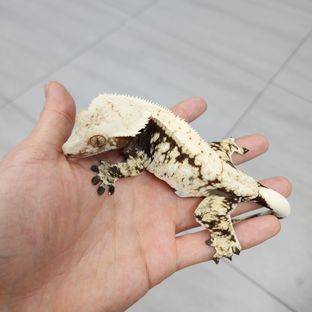 소미