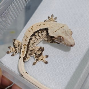 노멀 트라이 익스트림할리퀸 화이트스팟 핀스트라이프