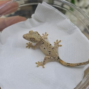 Dalmatian Super Dalmatian